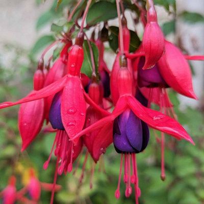 Marshalls Garden Fuchsia Hardy 'Mrs Popple' Pack - 9cm