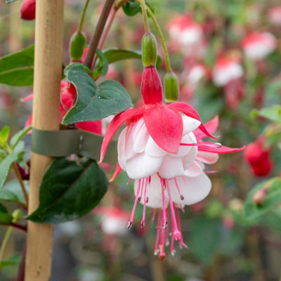 Marshalls Garden Fuchsia Standard 'Snowcap' - RHS Awarded, 50-60cm ...