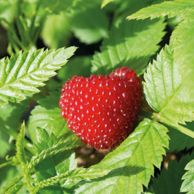 Marshalls Garden Funberry (Rubus illecebrosus) Strawberry-Raspberry ...