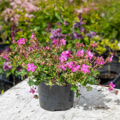 Marshalls Garden Geranium 'Intense' Neon Pink Perennial Groundcover ...