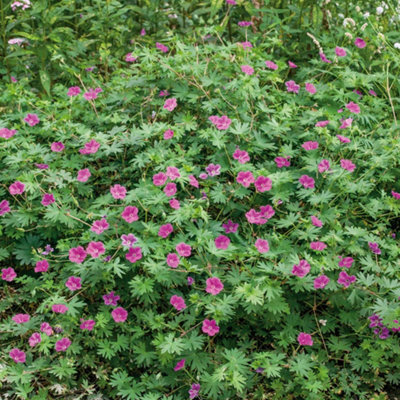 Marshalls Garden Geranium 'Tiny Monster' 9cm potted hardy flowering ...