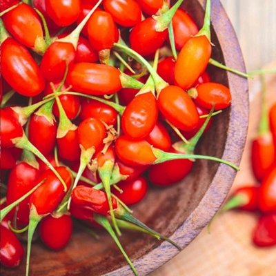 Marshalls Garden Goji Berry Plant 9cm Pot - Hardy Perennial Shrub 1.5-2 ...