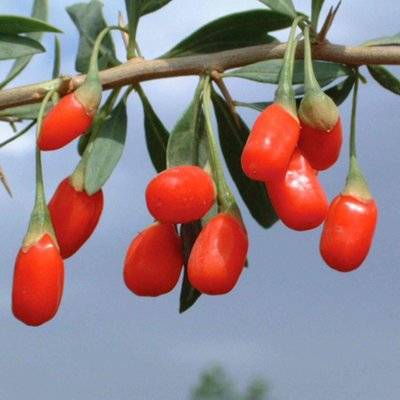 Marshalls Garden Goji Berry Plant 9cm Pot - Hardy Perennial Shrub 1.5-2 ...
