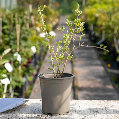 Marshalls Garden Goji Berry Plant 9cm Pot - Hardy Perennial Shrub 1.5-2 ...