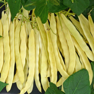 Marshalls Garden Goldfield Climbing French Bean Seeds Stringless Golden ...
