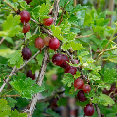 Marshalls Garden Gooseberry 'Hinnonmaki Red' Tree Standard - 3 x Bare ...
