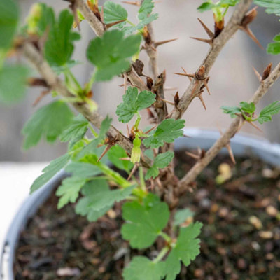 Marshalls Garden Gooseberry 'Hinnonmaki Red' Tree Standard - 3 x Bare ...