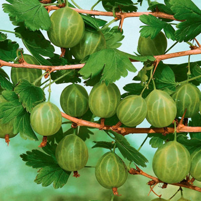 Marshalls Garden Gooseberry 'Invicta' - Heavy-Cropping Disease ...