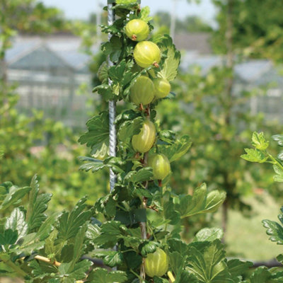 Marshalls Garden Gooseberry Plant 'Invicta' 3 x Bare Roots for Pots and ...