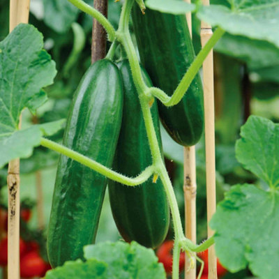 Marshalls Garden Grafted Cucumber 'Passandra' - All-Female, Disease ...