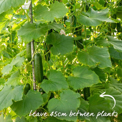 Marshalls Garden Grafted Cucumber 'Passandra' - All-Female, Disease ...