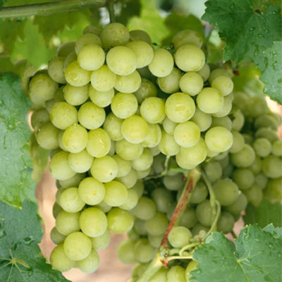 Marshalls Garden Grape Vine 'ior Seedless' Premium Seedless Green Table ...