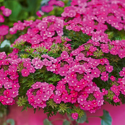 Marshalls Garden Hanging Basket 6 Plug Collection - Petunia