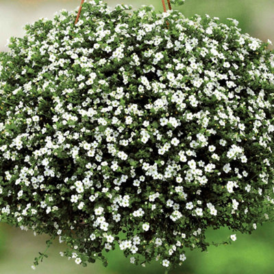 Marshalls Garden Hanging Basket 6 Plug Collection - Petunia