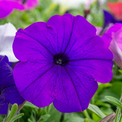 Marshalls Garden Hanging Basket 6 Plug Collection - Petunia