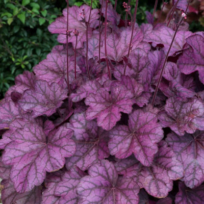 Marshalls Garden Heuchera 'Wild Rose' - Rose-purple foliage perennial ...