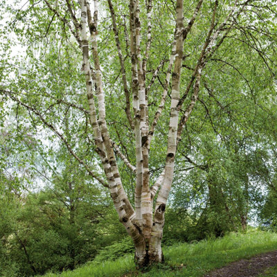 Marshalls Garden Himalayan Birch Tree (Betula) Ornamental Deciduous ...