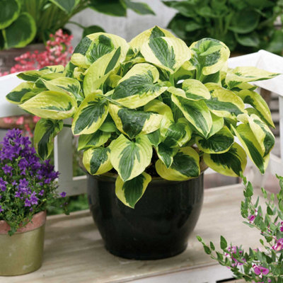 Marshalls Garden Hosta Brim Cup Compact Shade-Loving Perennial with ...