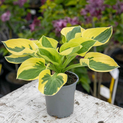Marshalls Garden Hosta Brim Cup - Compact Shade-Loving Perennial with ...