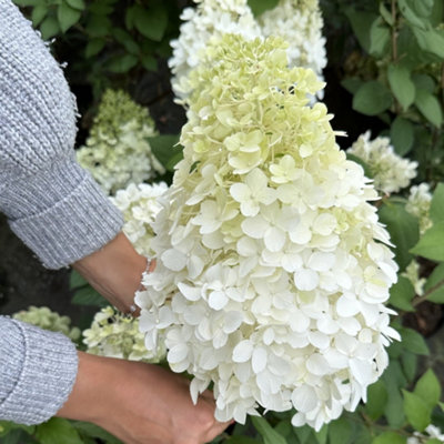 Marshalls Garden Hydrangea 'Hercules' large 40cm flowerhead shrub 1 ...