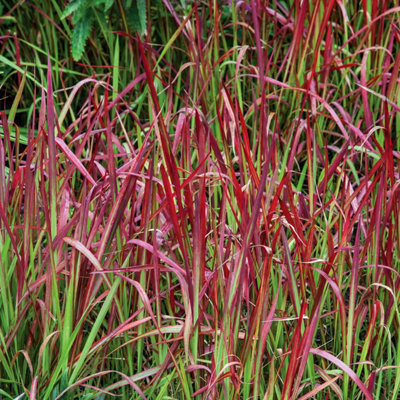 Marshalls Garden Imperata cylindrica 'Red Baron' red-tipped ornamental ...