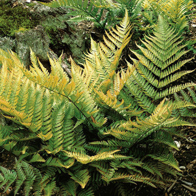 Marshalls Garden Japanese Shield Fern Dryopteris erythrosora, Hardy ...