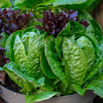 Marshalls Garden Lettuce Seeds Little Gem - Fast-growing Compact Heads ...