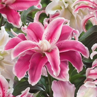 Marshalls Garden Lily Bulbs Oriental Double Mix - 3 Pack