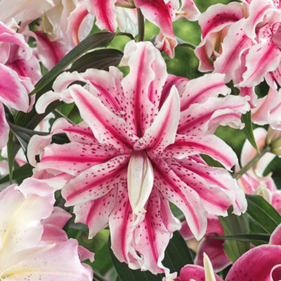 Marshalls Garden Lily Bulbs Oriental Double Mix - 3 Pack
