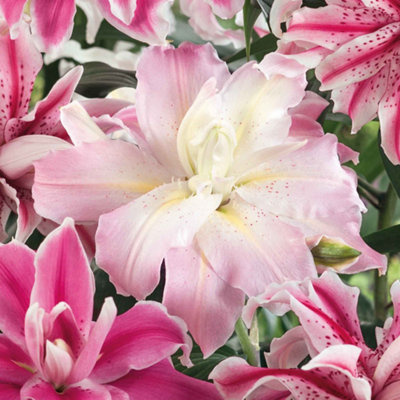 Marshalls Garden Lily Bulbs Oriental Double Mix - 3 Pack