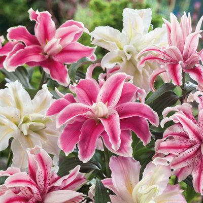 Marshalls Garden Lily Bulbs Oriental Double Mix - 3 Pack