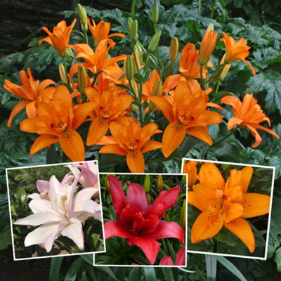 Marshalls Garden Lily Pollen Free Mix 3 Bulbs Double Princess, Bald ...
