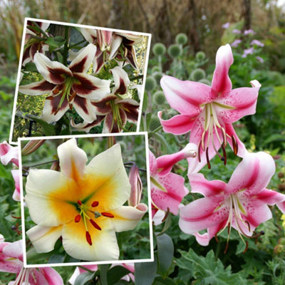 Marshalls Garden Lily 'Skyscraper Mix' (Lilium) Pack of 3 tall