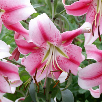 Marshalls Garden Lily 'Skyscraper Mix' (Lilium) Pack of 3 tall