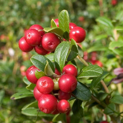 Marshalls Garden Lingonberry Plant - Compact Evergreen Berry Shrub for ...