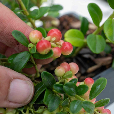 Marshalls Garden Lingonberry Plant - Compact Evergreen Berry Shrub for ...