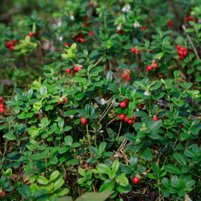 Marshalls Garden Lingonberry Plant - Compact Evergreen Berry Shrub for ...