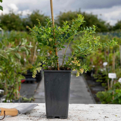 Marshalls Garden Lingonberry Plant - Compact Evergreen Berry Shrub for ...