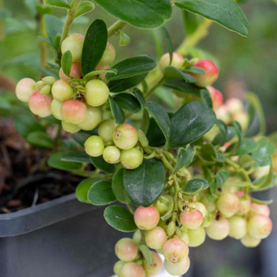 Marshalls Garden Lingonberry Plant - Compact Evergreen Berry Shrub for ...