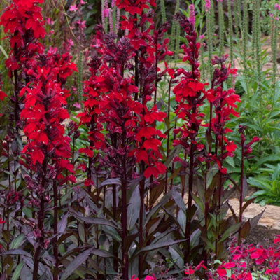 Marshalls Garden Lobelia x speciosa 'Starship Scarlet' scarlet