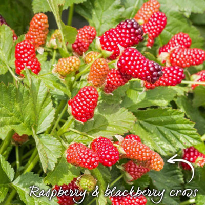 Marshalls Garden Loganberry LY654, Thornless High-Yield Climbing