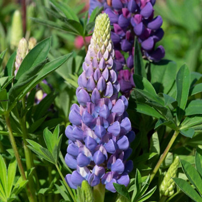 Marshalls Garden Lupin 'Legendary Blue Shades' Hardy Perennial for ...