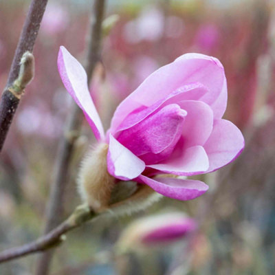 Marshalls Garden Magnolia 'Leonard Messel' - 3 x 9cm young plants