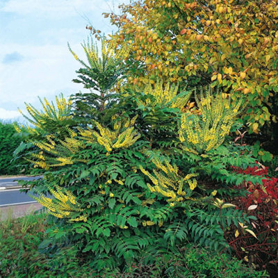 Marshalls Garden Mahonia x media 'Charity' Hardy Winter-Flowering ...