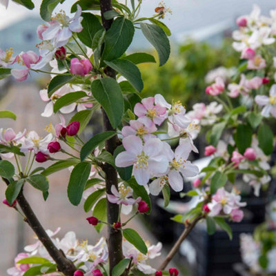 Marshalls Garden Malus floribunda Dwarf Patio Crab Apple Tree RHS Award ...