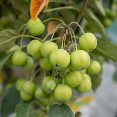 Marshalls Garden Malus floribunda Dwarf Patio Crab Apple Tree RHS Award ...