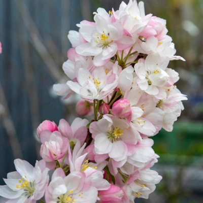 Marshalls Garden Malus floribunda Dwarf Patio Crab Apple Tree RHS Award ...