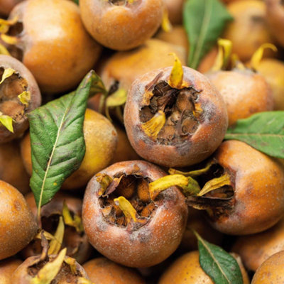 Marshalls Garden Medlar 'Royal' (Mespilus germanica) Bare-Root Fruit ...