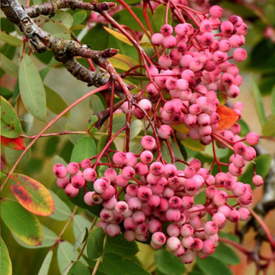 Marshalls Garden Mountain Ash 'Pink Pagoda' (Sorbus pseudohupehensis ...