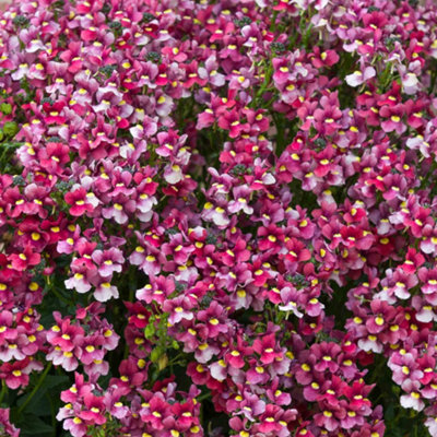 MARSHALLS GARDEN NEMESIA MELODY RASPBERRY - WINTER-HARDY RASPBERRY-PINK ...